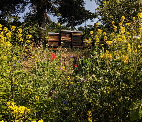 Bienenstöcke in Wildblumenwiese